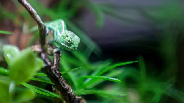 Pogledajte male kameleone koji su se izlegli u Aquariumu Pula