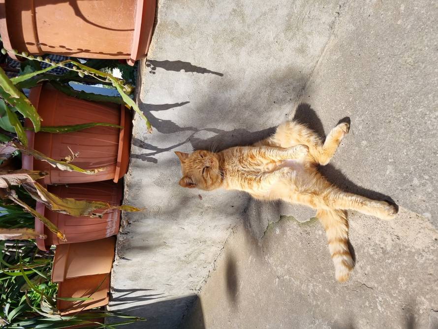 Upoznajte Duju, najpoznatijeg mačka na Korčuli. Sjedi kao čovjek i nikad nije imao curu