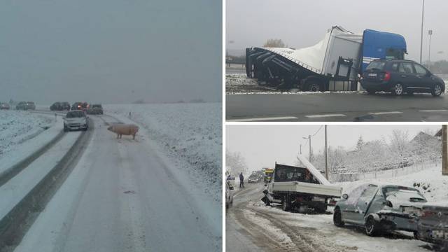 Kaotično na cestama: Nesreće, zastoji i jedna odbjegla svinja...