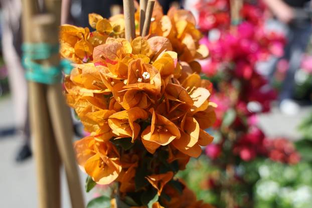 Osijek: Festival cvijeća i drveća 2026.