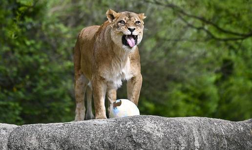 ZOO U ZAGREBU Životinjama su dijelili pisanice. Djeca uživala