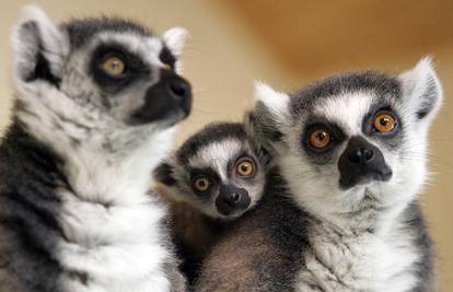 S proljećem došle prinove u zagrebački zoološki vrt