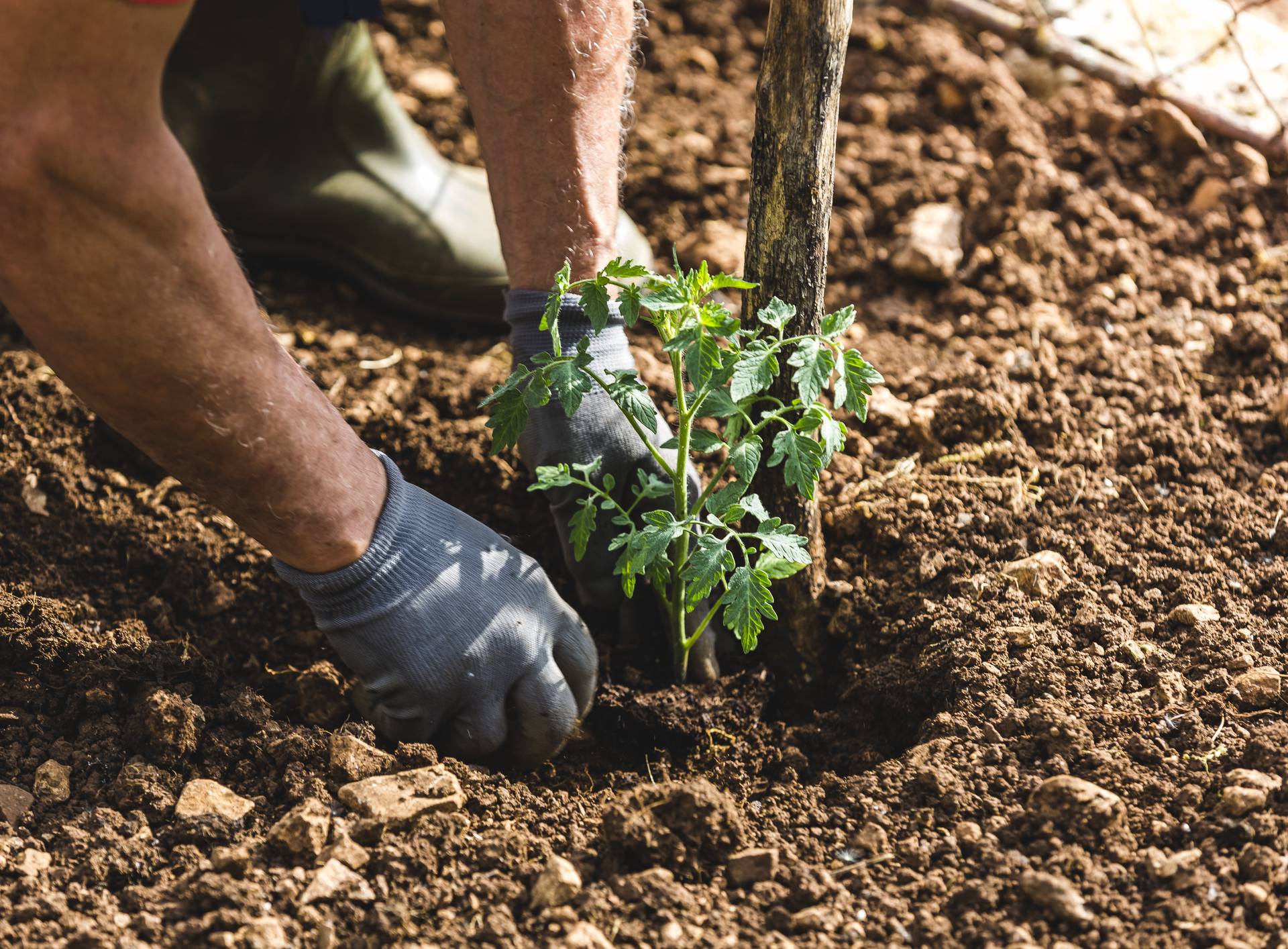 Farmer planting tomatoes in the garden