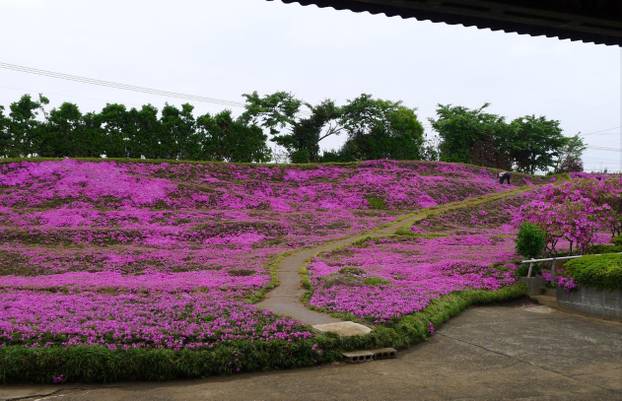 FOTO Pogledajte tu divotu: Farmer zasadio tisuće cvjetova za svoju slijepu suprugu