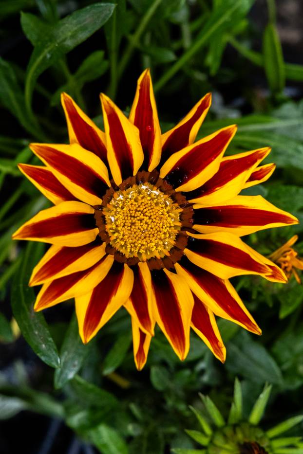 Pula: 17. sajam cvijeća Florija na Giardinima