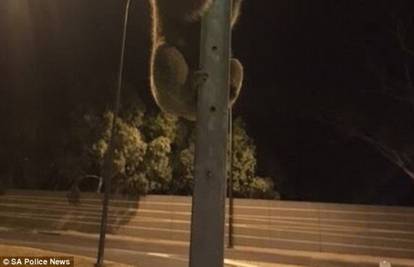 Koala umjesto eukaliptusa zagrlila prometni znak 