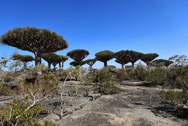 Dragon blood trees in the Socotra Island