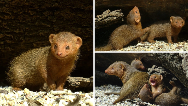 FOTO Pogledajte preslatke mladunce patuljastih mungosa iz zagrebačkog zoološkog vrta