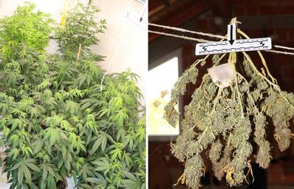 FOTO Narcos iz Desinca. Otkrili labos u dvorištu, uzgajao travu, gljive i kaktuse za meskalin