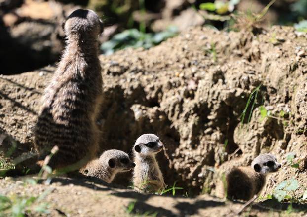 Zagreb: Tri mladunca merkata novi su stanovnici Zoološkog vrta