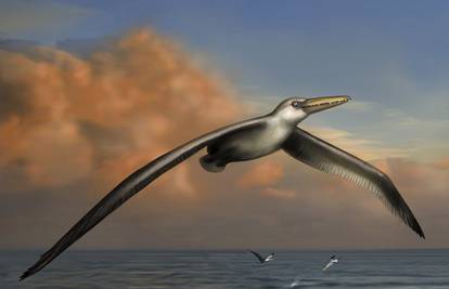 Kao avion: Najveća ptica ikad letjela je prije 28 mil. godina