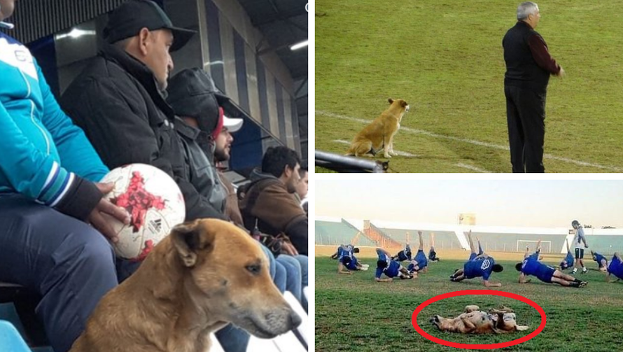 Napušteni pas pomaže treneru: Vodi utakmicu i trenira igrače