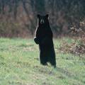 Šape u zrak! Uhitili medvjeda koji je napao policajca u Italiji