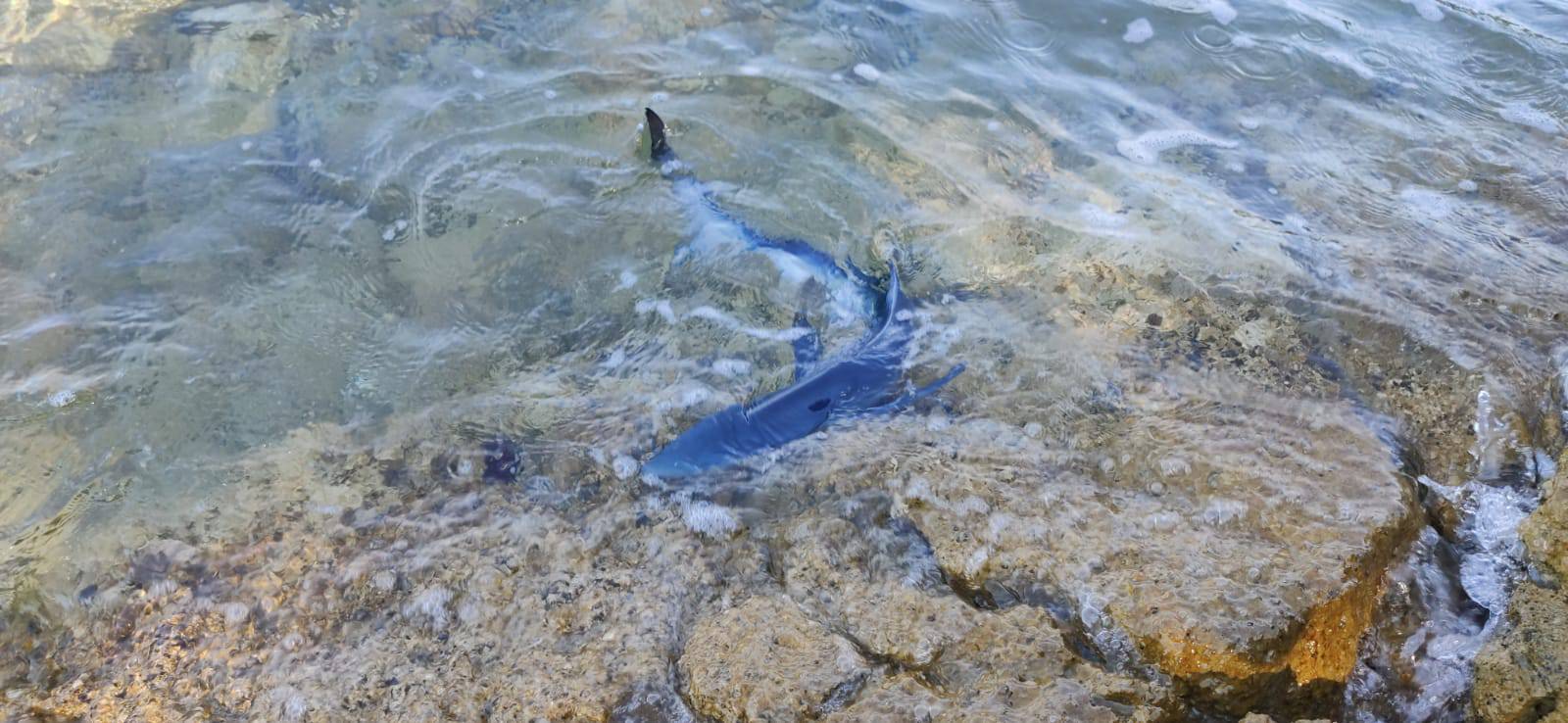 VIDEO Lovio ribu na Cresu pa slučajno upecao mladog morskog psa: 'Ma to je modrulj'