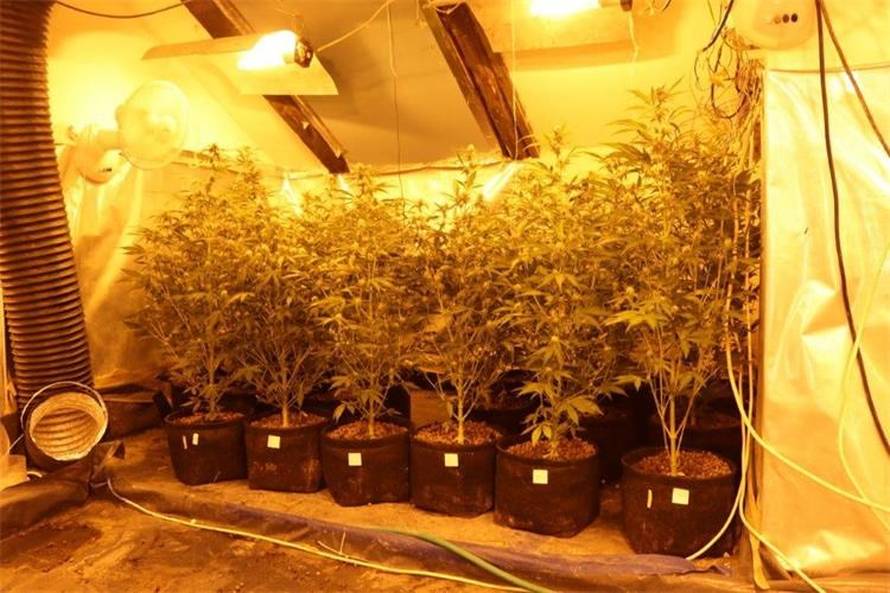 FOTO Kakav zimmer frei. Tavan kraj Jablanca pretvorili u labos za uzgoj trave. Evo što su imali