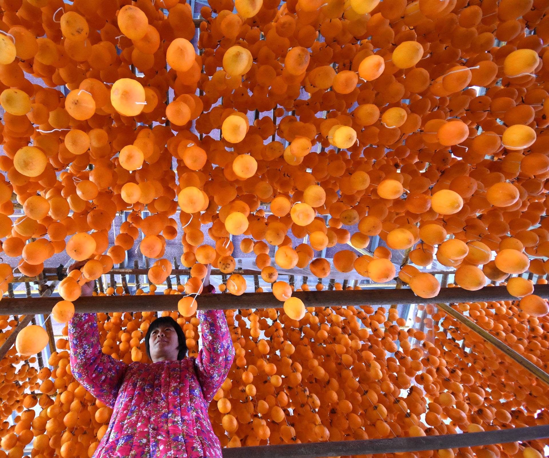 A woman dries persimmons at a workshop in Yiyuan County