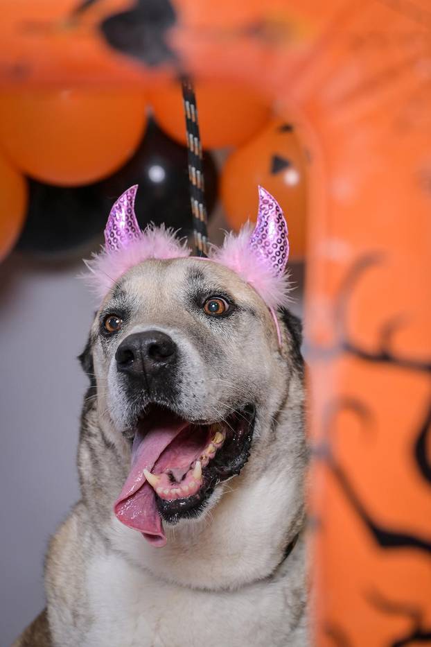 Sklonište u Dumovcu poziva na posebno jesensko udomljavanje pasa i mačaka