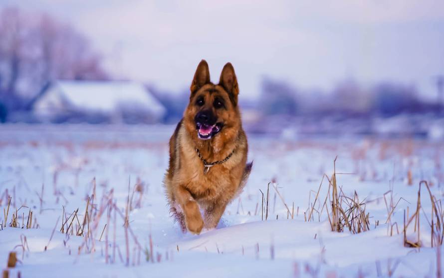 Općinska komunalka sama 'izlopatala' snijeg sa staze: 'Nema nikakve drame u tome'