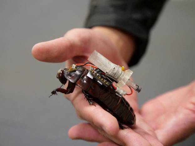 A researcher holds a cyborg giant burrowing cockroach fitted with a human-supervised auto-injection mechanism (AIM) in Brisbane