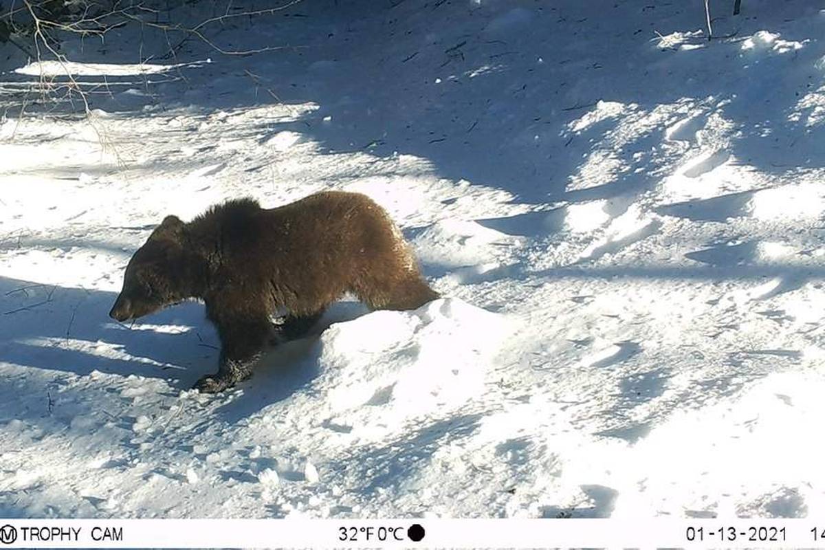 Medvjedi snimljeni u šetnji od Velebita do Gorskog kotara