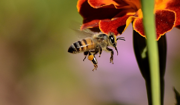 Svjetski je dan pčela! Znate li koliko su važne za naš planet?