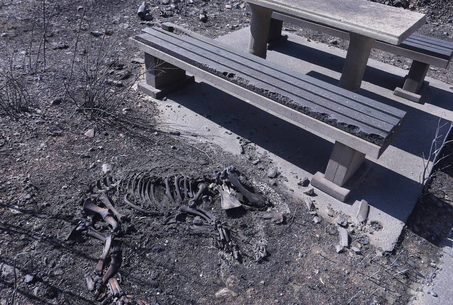 Pisak: Kraj ceste nalaze se kosti izgorjele životinje