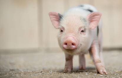 Genetski modificirali svinje da zauvijek ostanu 'male i slatke'