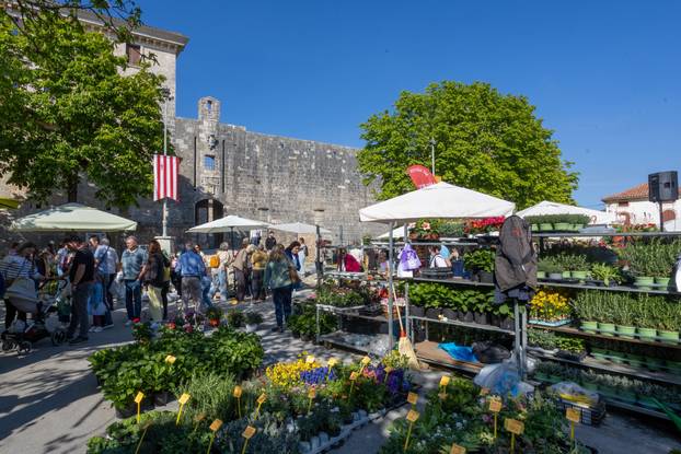 Svetivinčenat: Fešta od Rožic