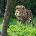 Tuga u zagrebačkom ZOO-u:  'Napustio nas je naš lav Leo'