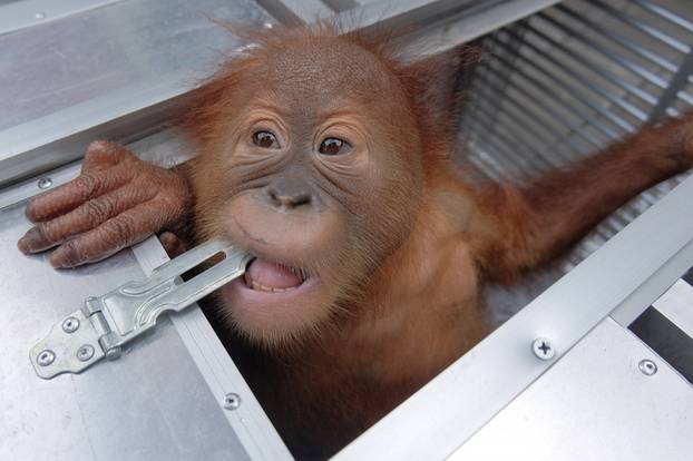 Two-year old male orangutan looks out of a cage after being confiscated, at BKSDA office in Bali