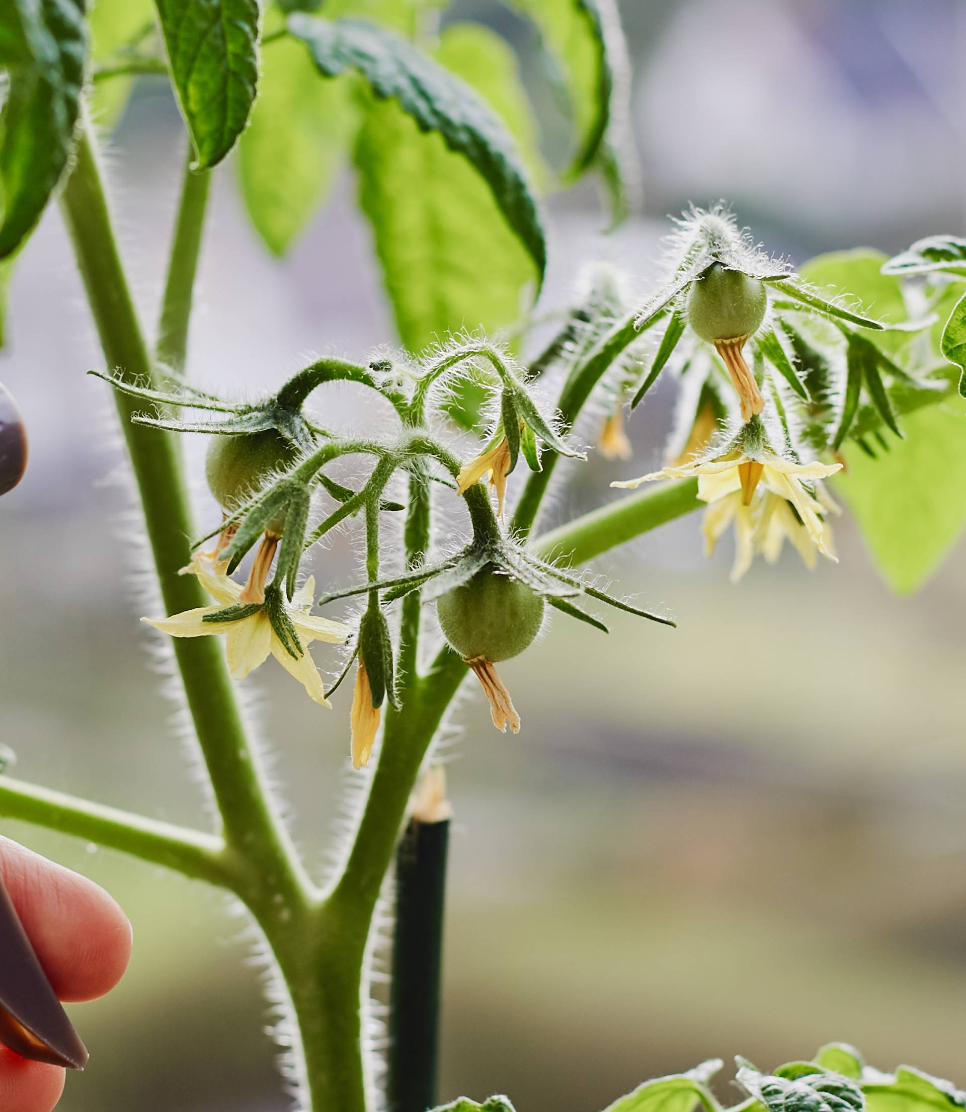 Trikovi za uzgoj sočnih rajčica: Sade se uvijek na isto mjesto!