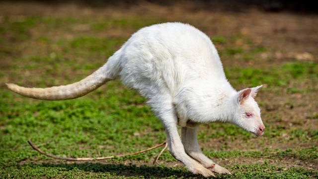 U osječkom zoološkom vrtu po drugi puta se okotio albino valabi