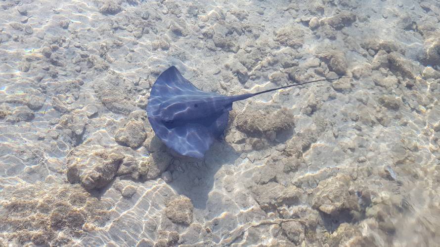 Zalutala u plićak: Divili smo se raži, a onda je vidjeli ubijenu...