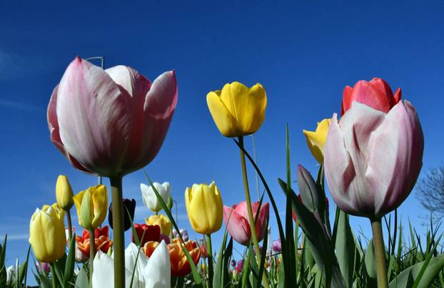 Slavonski Brod: Šarene cvjetne gredice rascvjetalih tulipana svojom ljepotom krase gradske parkove