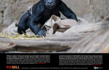 Upoznajte Yenga: Stanovnici Leipziga bebi gorile brali ime 
