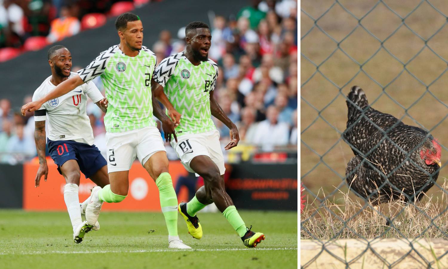 Čemu to?! Nigerijski navijači htjeli unijeti kokoš na stadion