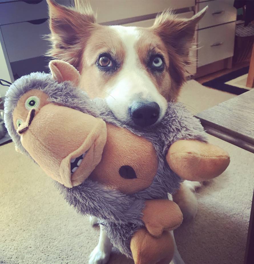 Kujica Kota nova je rekorderka - hoda unatraške na pet metara