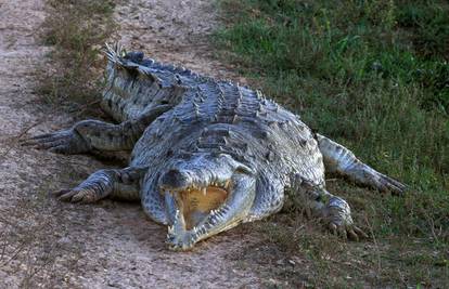 Krokodil izgrizao cipele djeci na Dravi, policija ga još traži