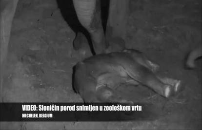 Neočekivana snimka nadzorne kamere: Na svijet došla slonica