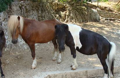 Poniji se sele: Iz splitskog zoo vrta idu u Kuterevo kod mede