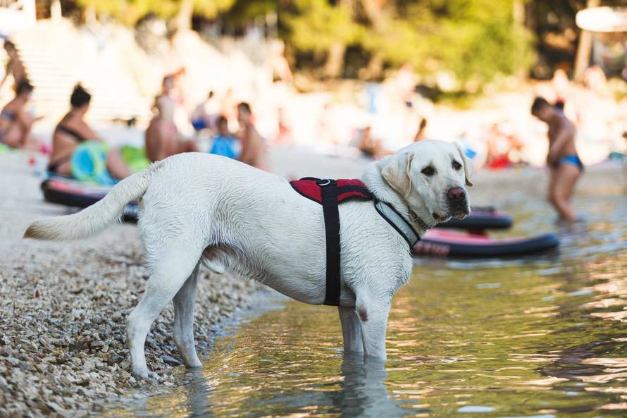 Krše mu prava: 'Sinu invalidu ne daju doći na plažu sa psom'