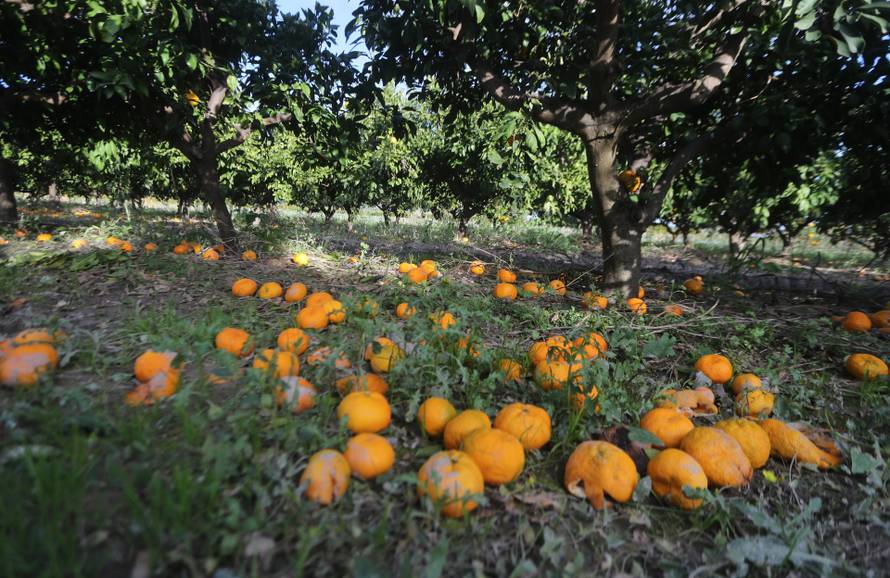Berba agruma u Opuzenu