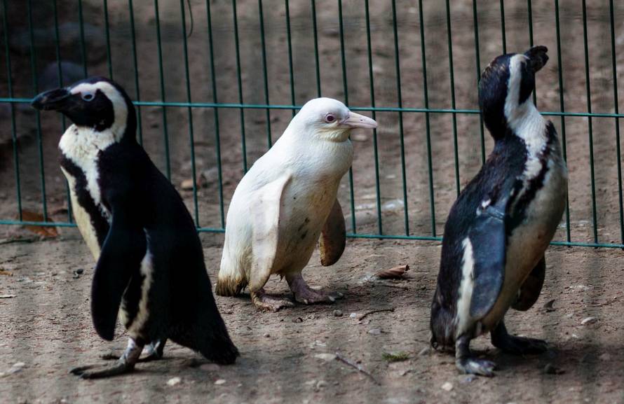 A juvenile albino penguin is presented to the public for the first time at the Gdansk Zoo in Gdansk