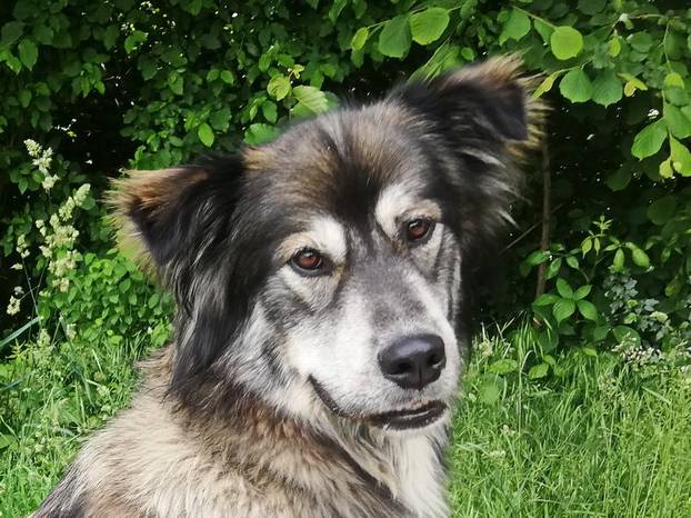 FOTO Ovi preslatki psići u Noinoj Arci čekaju samo vas da ih udomite