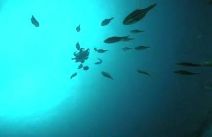 Podvodni sukob: Jato riba napalo i pojelo hobotnicu