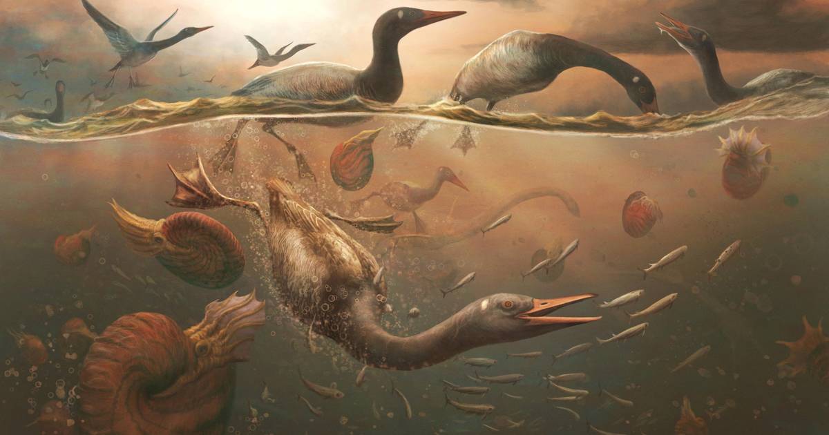 Antarctic fossil may be an early bird from the time of dinosaurs