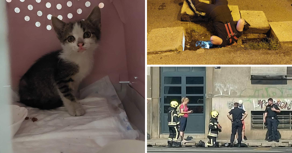 Action to rescue a kitten in Zagreb: ‘Firemen came twice to pull him out’