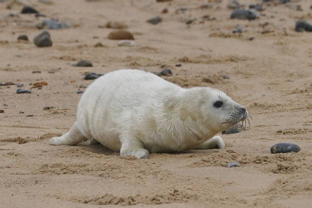 Po?inje sezona mladunaca tuljana u Norfolku