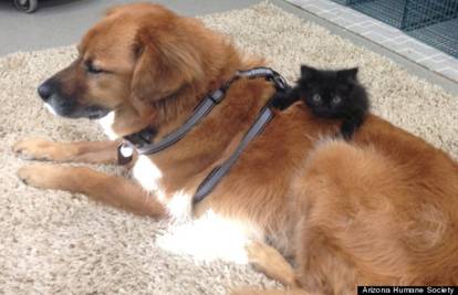 Spašeni pas sad spašava mace: Dadilja ih prije udomljavanja