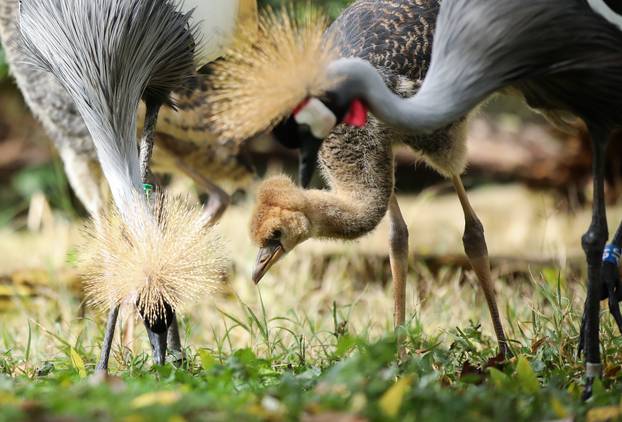 Zagrebački krunati ždralovi predstavljeni javnosti 